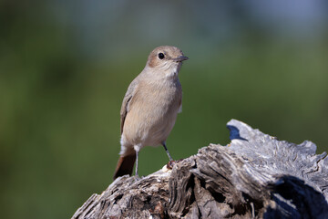 familiar chat on a dead tree trunk