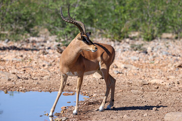 one single male impala antelope in Namibia