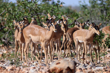 a herd of impala antelopes drink from a waterhole in Etosha Nationalpark, Namibia