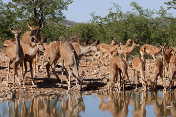 Naklejka premium antelope herd in the bushlands of Namibia