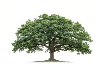 A majestic oak tree isolated on a clean white background