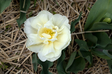 Bright white tulip in a sunny meadow with blurry background