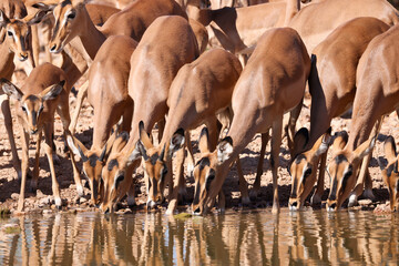 a herd of impala antelopes drink from a waterhole in Etosha Nationalpark, Namibia