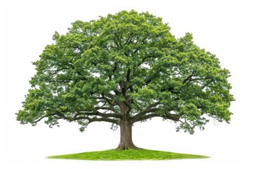 Fototapeta premium A majestic oak tree isolated on a clean white background