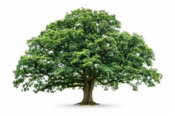 Fototapeta premium A majestic oak tree isolated on a clean white background
