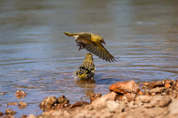 birds bath time in a waterhole