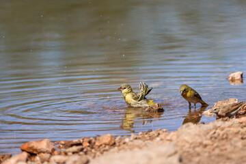 yellow weaver takes a bath in a waterhole