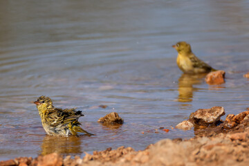 yellow weaver takes a bath in a waterhole
