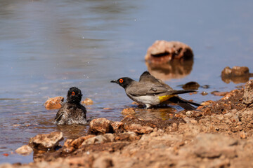 bathing red-eyed bulbul birds