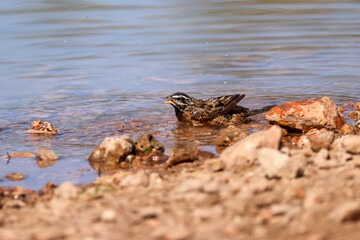 a cinammon bellied bunting bathes in a waterhole in Namibia