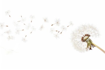 A single dandelion flower is being blown away by the wind on a white background, with soft focus and gentle movement