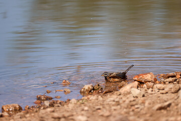 a cinammon bellied bunting bathes in a waterhole in Namibia
