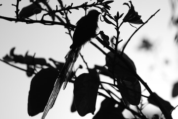 silhouette of mousebirds on a tree