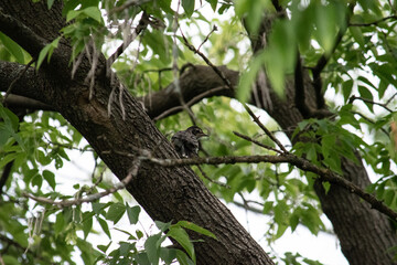 robin fledgeling calling to its mother