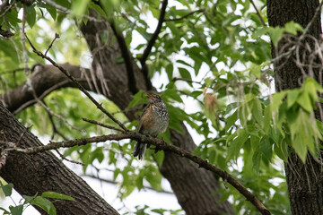 robin fledgeling one week from the nest