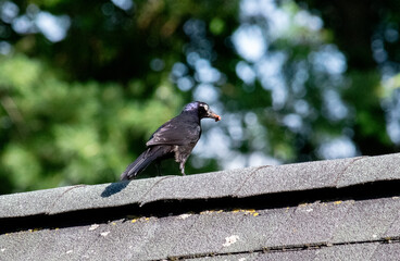 common grackle bringing food for a fledgeling