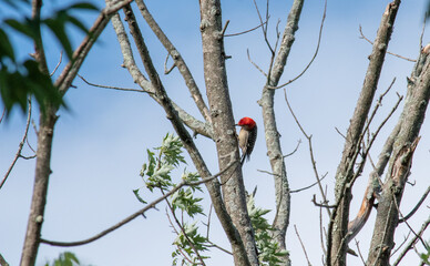 red bellied woodpecker pecking at a branch