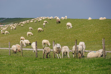 Obraz premium das wangerland an der deutsche nordsee