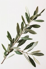 A close-up shot of a branch from an olive tree with lush green leaves