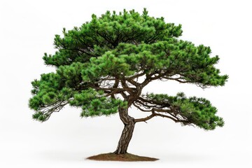 An Aleppo pine tree set against a clean white backdrop