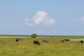das wangerland an der deutsche nordsee