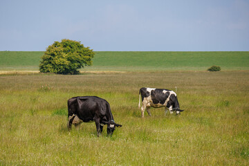 das wangerland an der deutsche nordsee