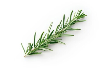Fototapeta premium A single rosemary sprig placed on a clean white surface, great for decoration or as a symbol of remembrance