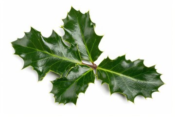 The distinctive leaves of a holly tree isolated on a white background