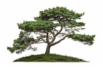 The maritime pine with its unique shape isolated on a pure white canvas
