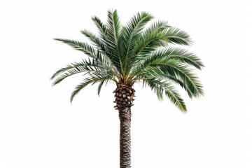 Obraz premium The slender date palm isolated on a clean white canvas