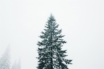 Fototapeta premium The tall hemlock tree set against a stark white canvas