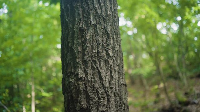 Tilt down by taking a close-up shot of the bark of a large tree