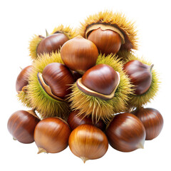 chestnut on a transparent background