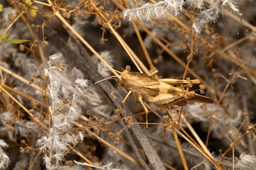Clouded Grasshopper. Close-up photo. Nature background. 