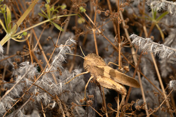 Clouded Grasshopper. Close-up photo. Nature background. 