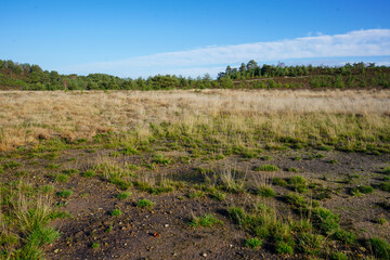 Fototapeta premium View over heathland and grassland