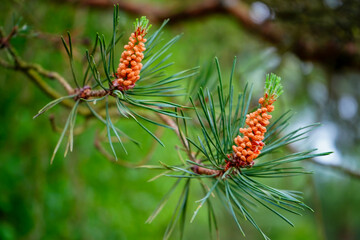 Close up of pine tree flowers