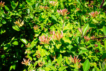 Close up of honeysuckle flowers 