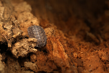 Rathke's Woodlouse. Trachelipus rathkii. Macro nature. Nature background. 