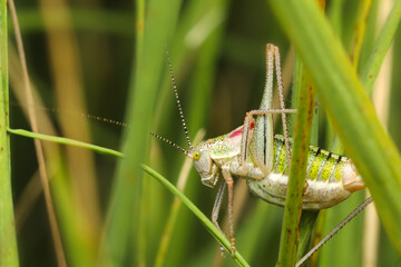 Grasshopper. Close-up photo. Nature background. 