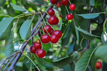 Obraz premium red ripe cherries on a branch in the garden. cherry harvest. selective focus