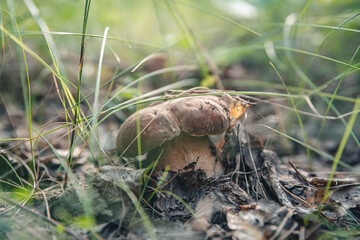 Beautiful white mushroom boletus grows in the forest
