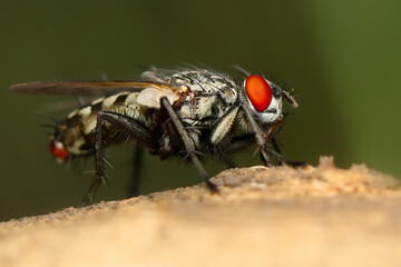 Fly. Macro nature. Nature background. 