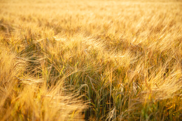 Beautiful bright yellow orange wheat in a wheat field. Photo, wallpaper