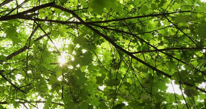 Sun rays filtered by broad leaves of maple tree. Dense shade from trees produces damp cool atmosphere in park refreshing visitors on hot day