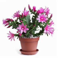Pink flowers of a Christmas cactus in a pot isolated on a white background.