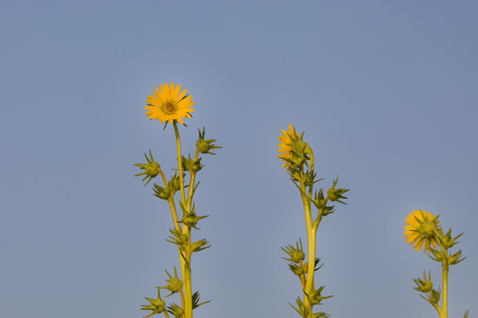 Rosinweed (Silphium integrifolium) Common names whole-leaf rosinweed, entire-leaf rosinweed, prairie rosinweed and silflower. It is native to eastern North America,