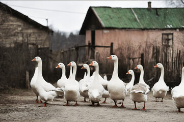 Obraz premium geese on the farm
