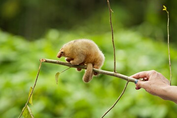 Nahaufnahme Zwergameisenbär