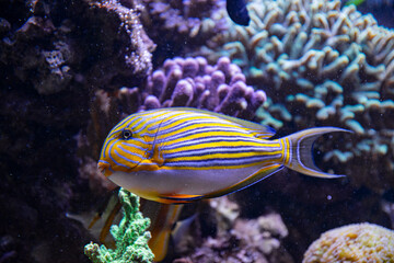 Yellow-blue tropical surgeon fish